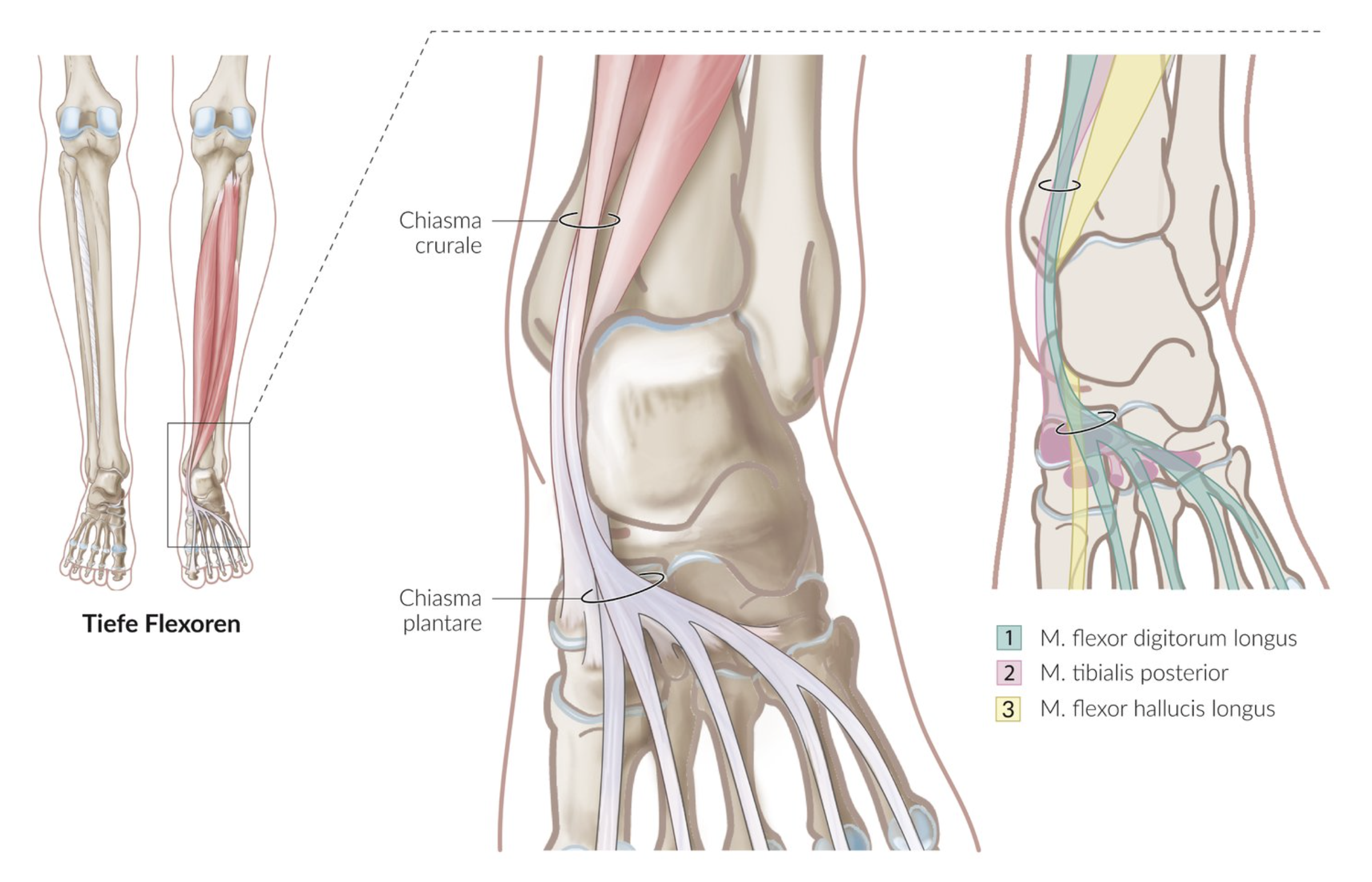 <p>C. Flexor digitorum longus muscle and flexor hallucis longus muscle</p>