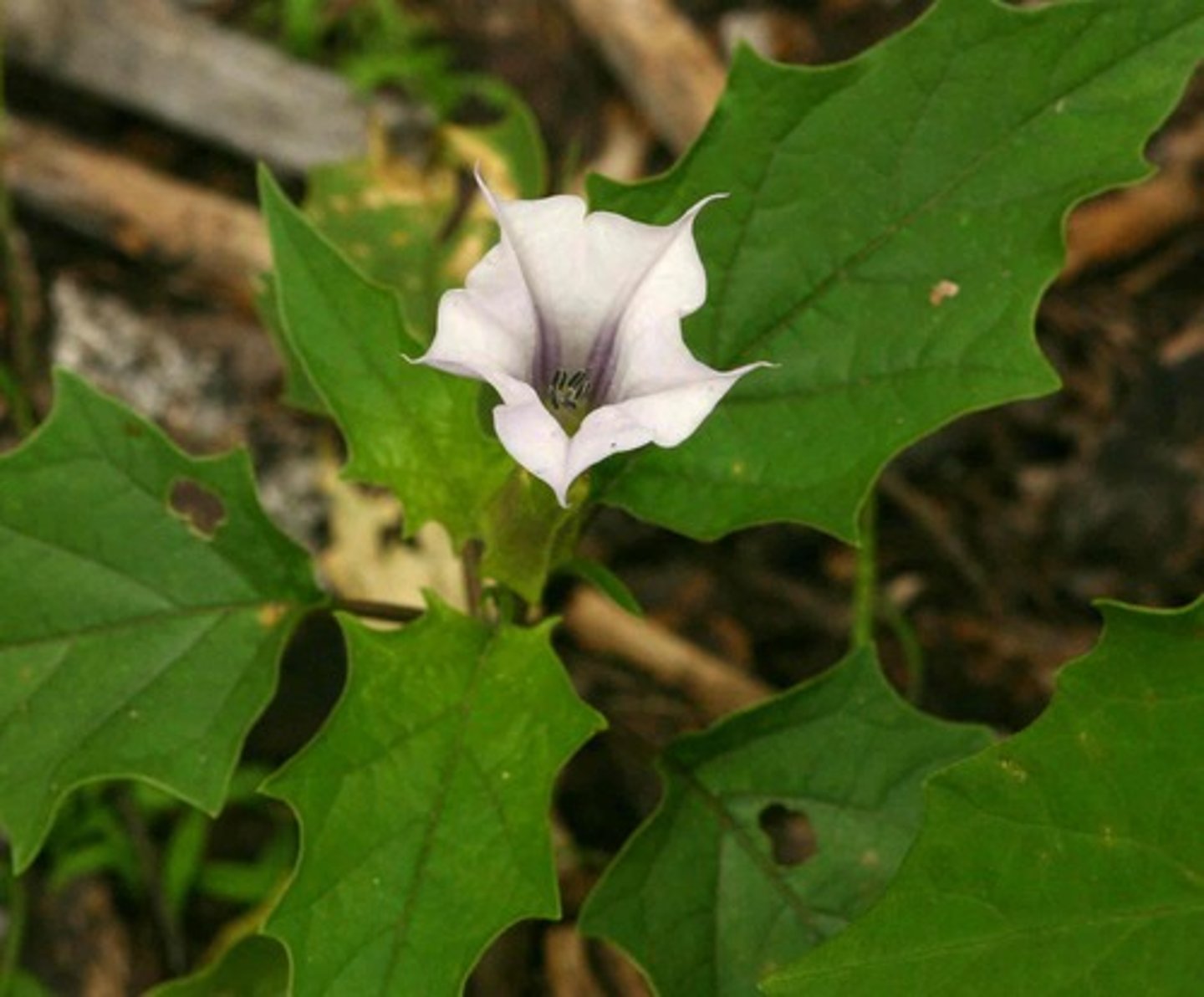 term image