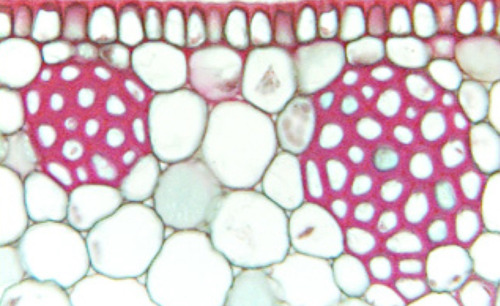 <p><span>• Have secondary walls (+lignin)<br>• Dead at maturity; loses protoplast, forms lumen</span></p>