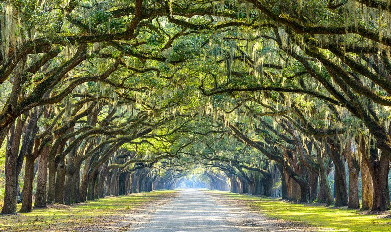 <p><span>林（はやし）</span></p>