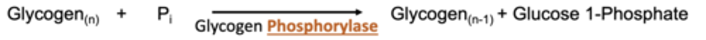 <p>catalyzes a phosphorylysis reaction<br>-the phosphate is the attacking species and becomes covalently attached at the point of bond breakage. <br>-like a hydrolysis reaction, except the Pi is used instead of a H2O molecule</p>