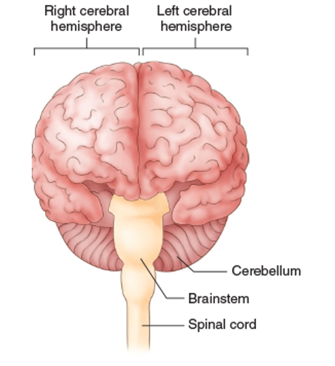 <p>Part of the brainstem that links the medulla oblongata and the thalamus. Involved in regulating sleep and arousal.</p>