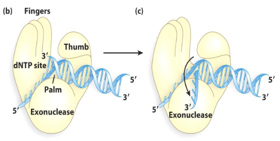 <p>A domain of DNA polymerase that is important in catalysis by binding the incoming NTP and moving it into the proper position. It bends the template to expose only the first base after the primer.</p>