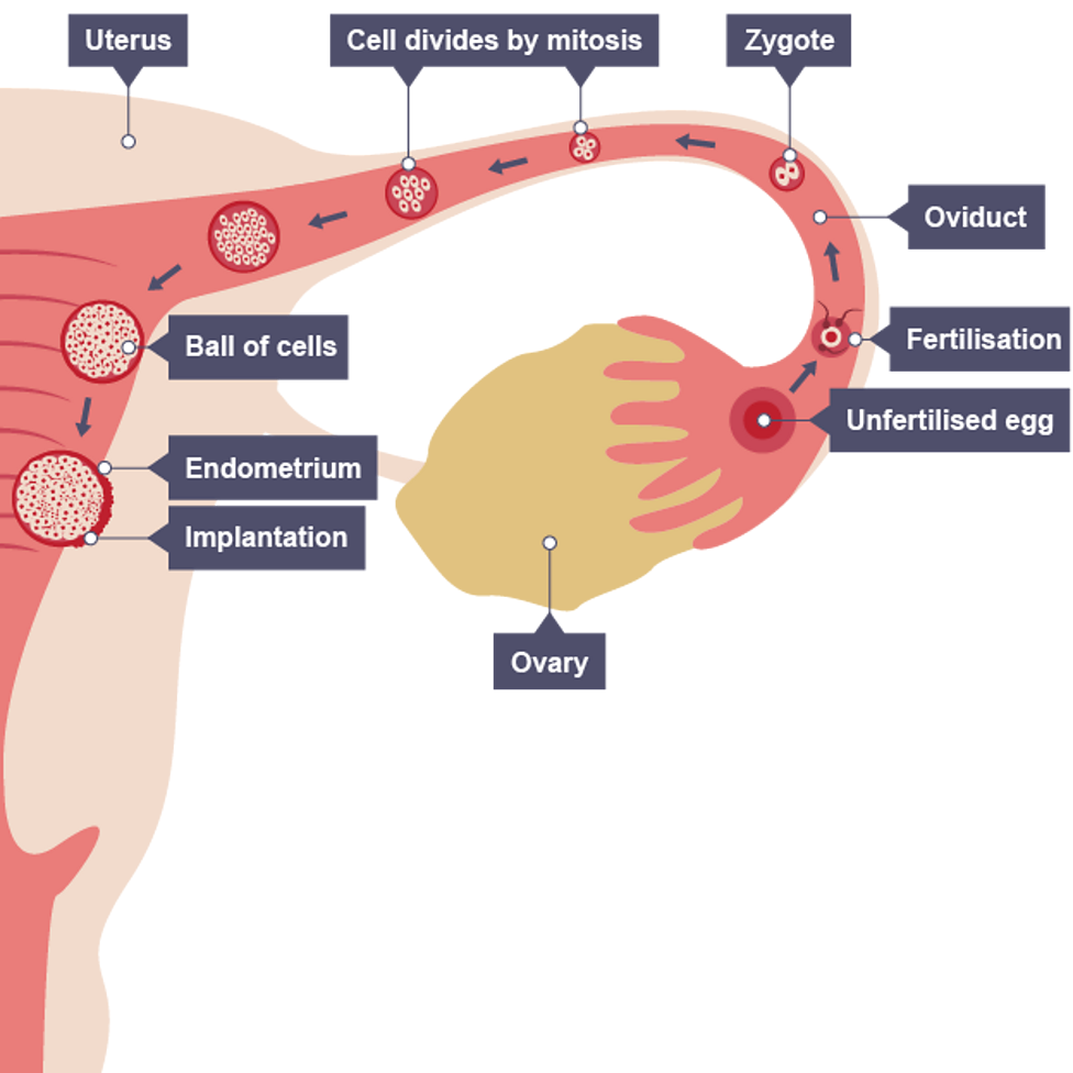 <ul><li><p>Zygote travels down the oviduct and divides by <span style="font-family: inherit; line-height: inherit; font-size: inherit;"><span>mitosis</span></span> to form ball of cells (<span style="font-family: inherit; line-height: inherit; font-size: inherit;"><span>embryo</span></span>)</p></li><li><p>Implantation when embryo reaches <span style="font-family: inherit; line-height: inherit; font-size: inherit;"><span>uterus</span></span>, attaching to its thick lining to receive nourishment</p></li><li><p>P<span style="font-family: inherit; line-height: inherit; font-size: inherit;"><span>lacenta</span></span>, <span style="font-family: inherit; line-height: inherit; font-size: inherit;"><span>umbilical cord</span></span>, <span style="font-family: inherit; line-height: inherit; font-size: inherit;"><span>amnion</span></span> and <span style="font-family: inherit; line-height: inherit; font-size: inherit;"><span>amniotic fluid</span></span> form.</p></li><li><p>Embryo differentiates to produce variety of tissues and organs</p></li><li><p>Referred to as foetus when all organs start to form</p></li></ul><p></p>