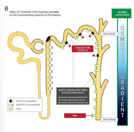 <p>-impair urinary dilution</p><p>-do not affect medullary concentration gradient</p><p>-cause urinary loss of solutes</p><p>-enhance water permeability of CD (reabsorption), independent of ADH</p><p>-thiazide-induced hyponatremia associated with variant in SLCO2Aq, which encodes a prostaglandin transporter in the distal nephron (increased urinary prostaglandin E2)</p>