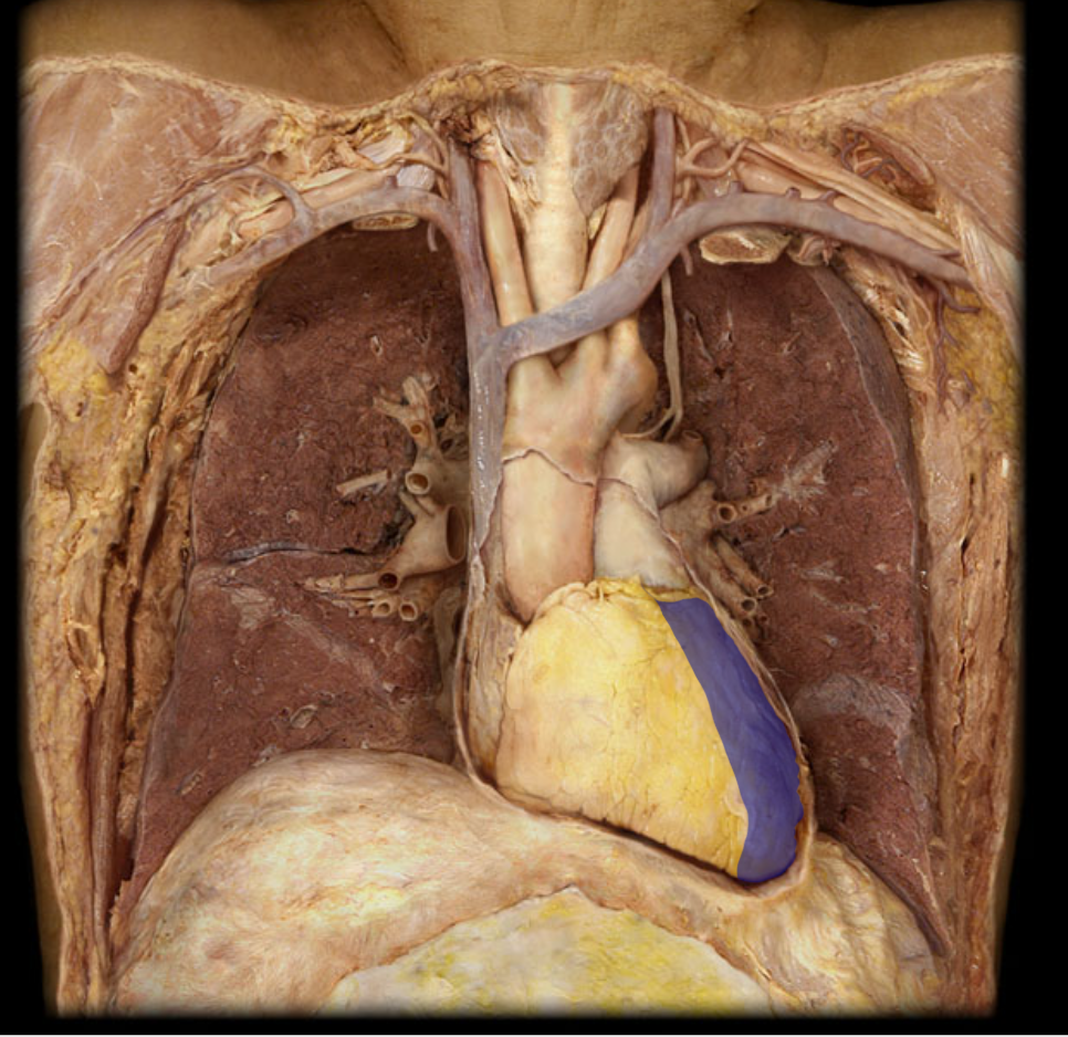 <p>Identify the structure</p>