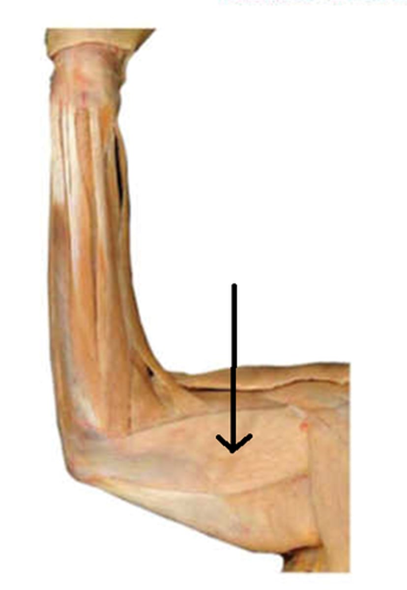 <p>O: proximal posterior surface of humerus</p><p>I: olecranon process of ulna</p><p>A: extends forearm/elbow</p>