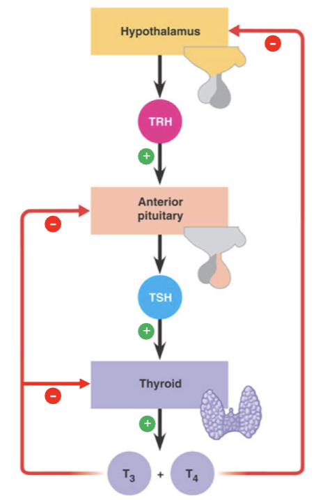 <p>Hypothalamus tells pituitary to make TSH </p><p>TSH tells thyroid to make T3 and T4 which control metabolism </p><p>When there is enough T3 and T4 in blood, they go back to tell the pituitary and hypothalamus there is enough</p><p>TSH and TRH production slows down (inhibited)</p>