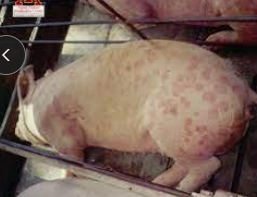 <p>&nbsp;&nbsp;Erysipelas (diamond skin disease, rhomboid urticaria) in<span style="color: rgb(230, 155, 255)"> pigs</span></p>