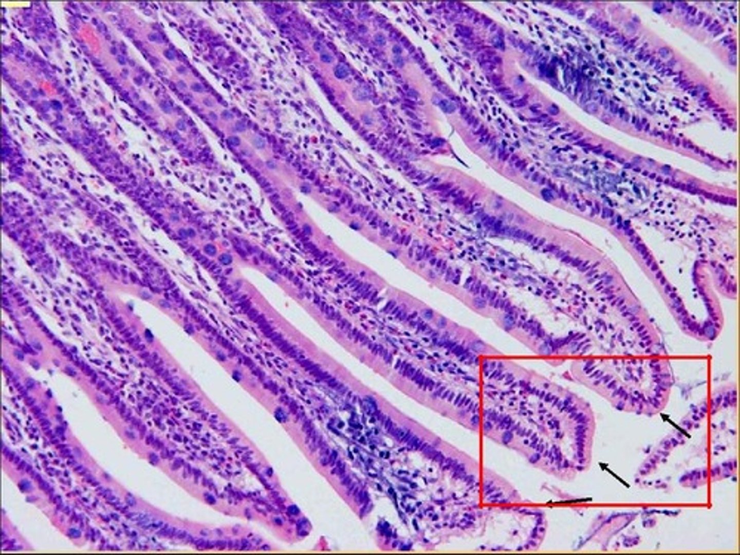 knowt flashcard image