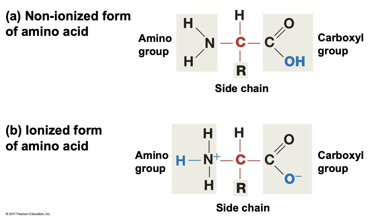 <ul><li><p>Both are made of an amino group, side chain, and carboxyl group.</p></li><li><p>The ionized form has 3 H on the Nitrogen with a positive formal charge, and the OH group donates a proton, which occurs at a pH of 7.</p></li><li><p>The non-ionized has 2 H on the Nitrogen.</p></li><li><p>The backbone is everything other than the side chain.</p></li><li><p>There are 20 amino acids</p></li></ul>