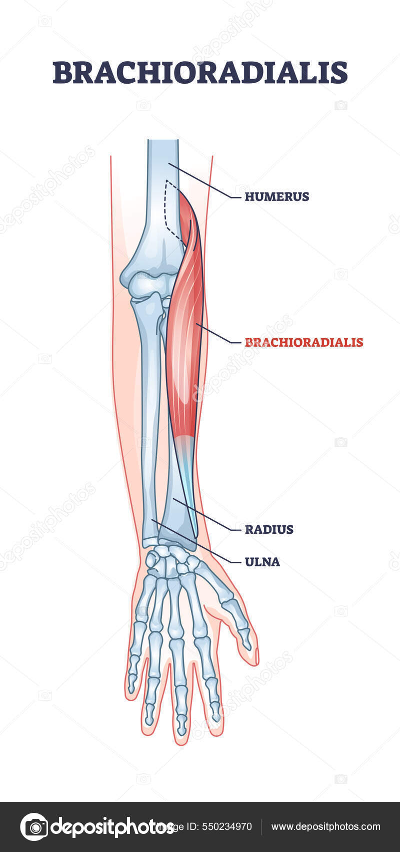 <p>Brachioradialis</p>