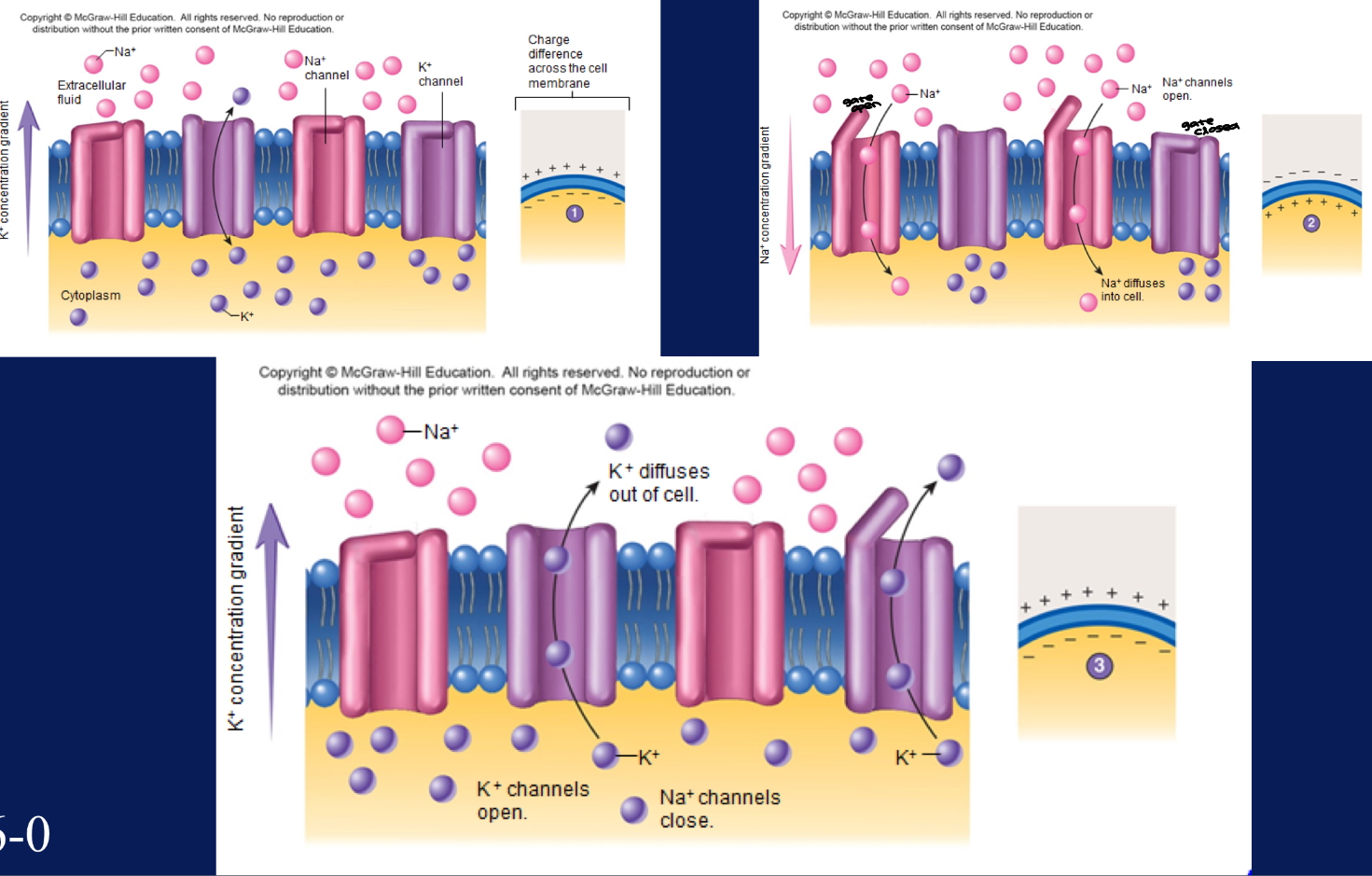 <ul><li><p>Orchestrate depolarization/repolarization of an <strong><em><u>action potential </u></em></strong></p><ul><li><p>massive intracellular K+ concentrations… wants out</p></li><li><p>massive extracellular Na+ concentrations… wants in </p></li><li><p>have gates, can swing open & closed</p></li><li><p>depolarization is Na+ channel opening, Na+ coming in… inside of cell more (+)</p></li><li><p>repolarization… voltage gated K+</p></li></ul></li></ul><p></p>