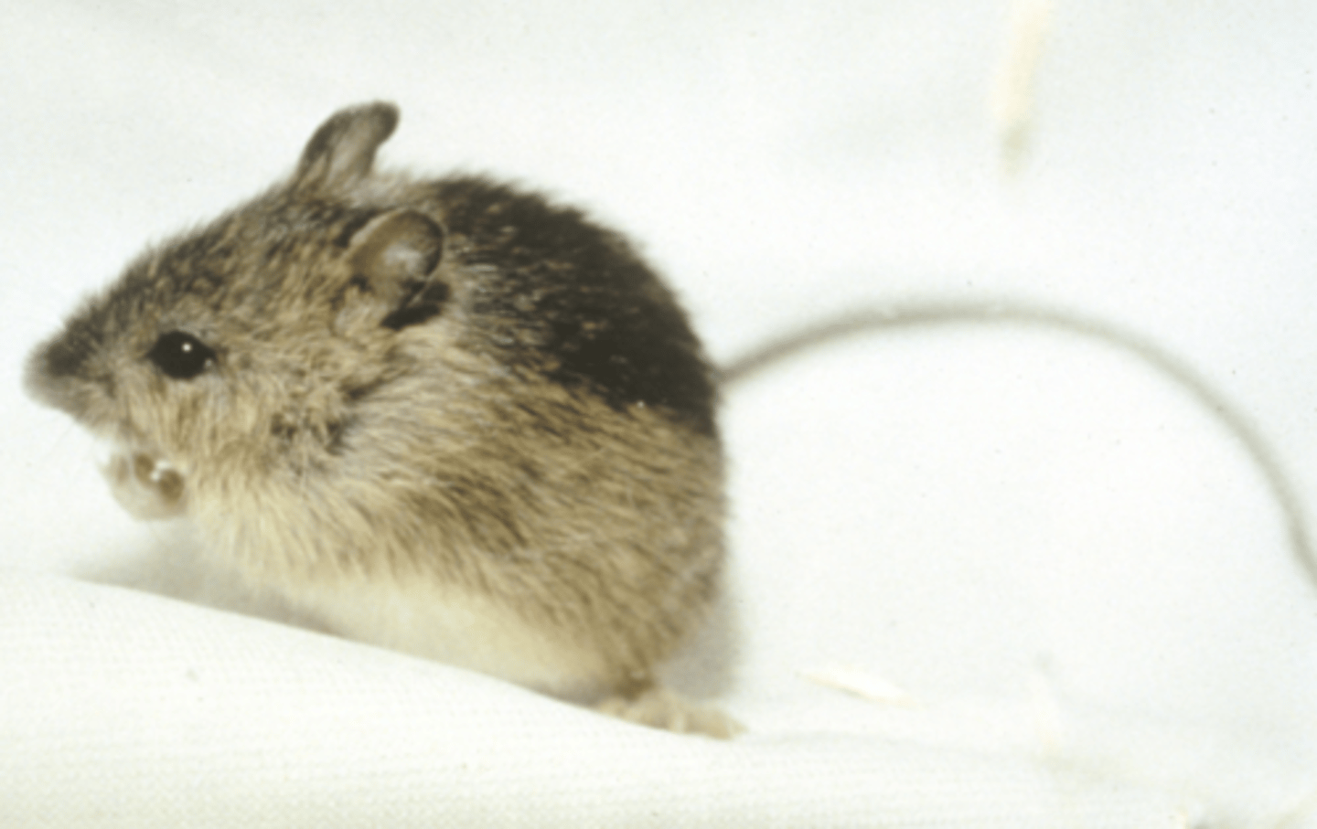 <p>Name, habitat, range</p>