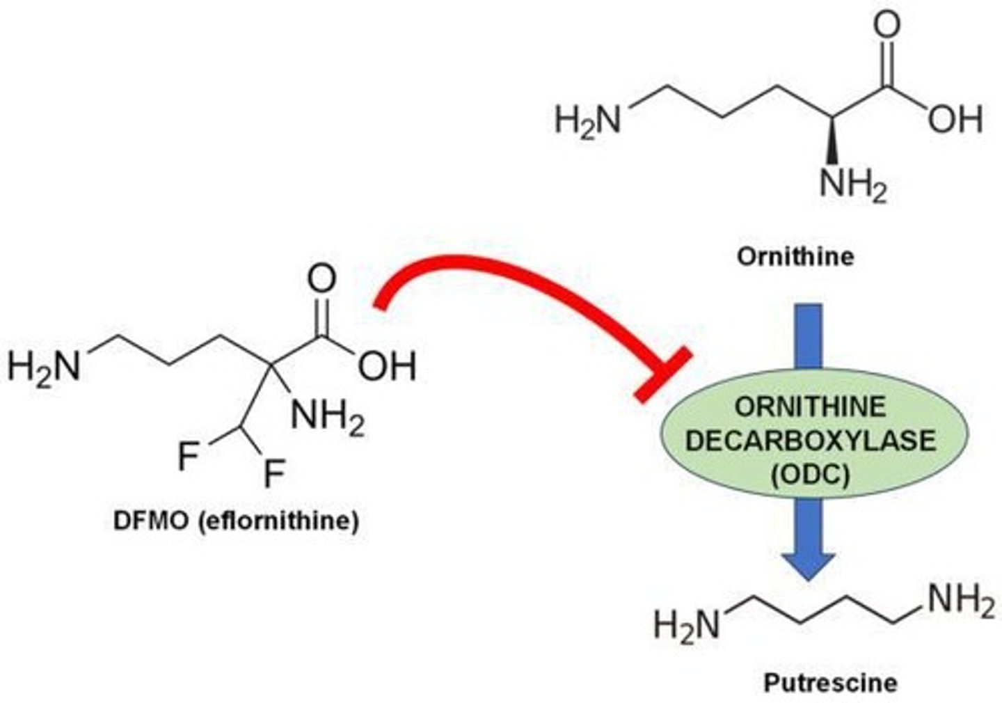 <p>African trypanosomiasis, or sleeping sickness, is treated with Eflornithine, a suicide inhibitor that irreversibly binds to ornithine decarboxylase, reducing polyamine production necessary for parasite growth.</p>