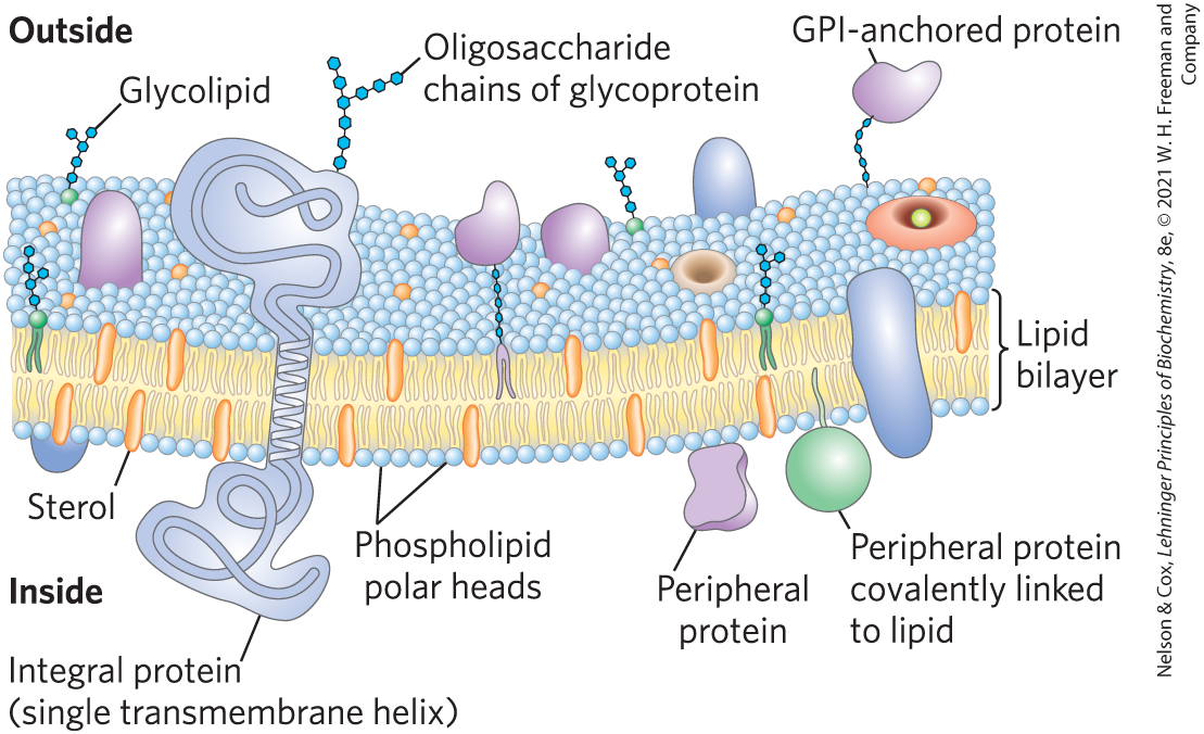 <p class="s45"><strong>Fluid mosaic </strong>= pattern formed by individual lipid and protein units in a membrane</p><ul><li><p class="s49"><span>pattern can change while maintaining the permeability membrane</span></p></li><li><p class="s49"><span>most membrane proteins can move freely within the lipid bilayer, hence “fluid” in “fluid mosaic”</span></p></li></ul><p></p>