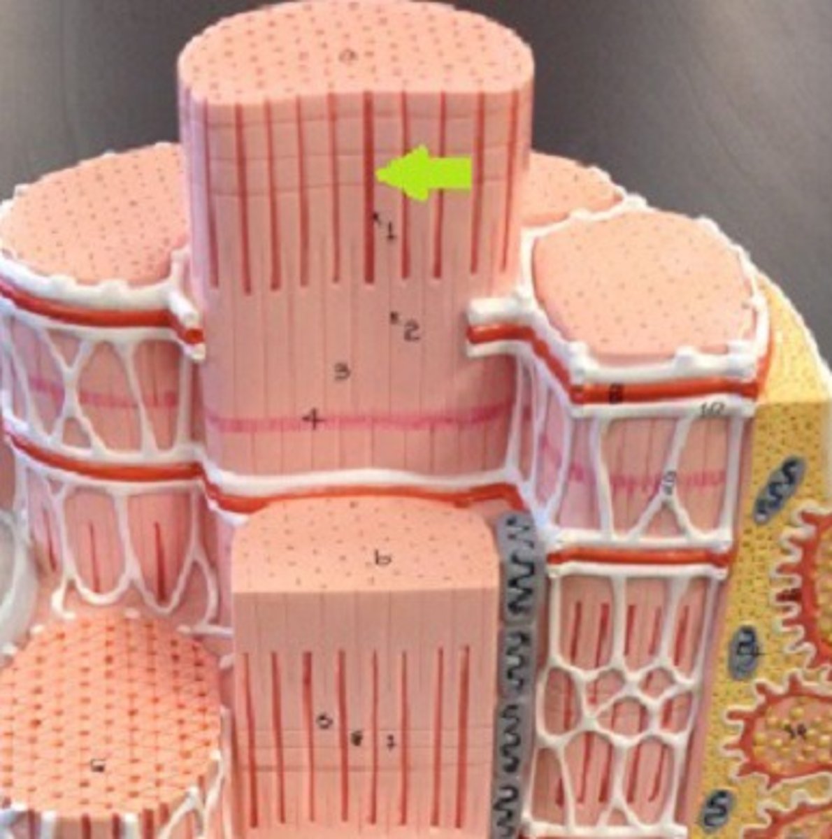 <p>filaments of myofibrils, constructed from proteins, principally myosin or actin</p>
