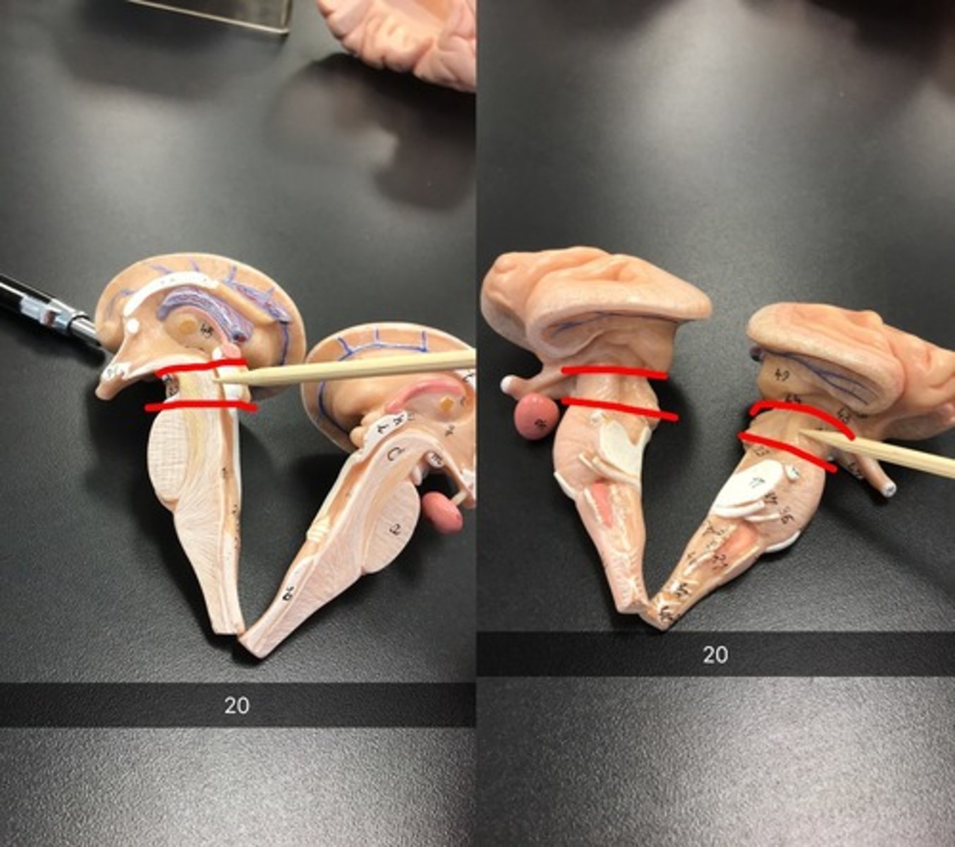 knowt flashcard image