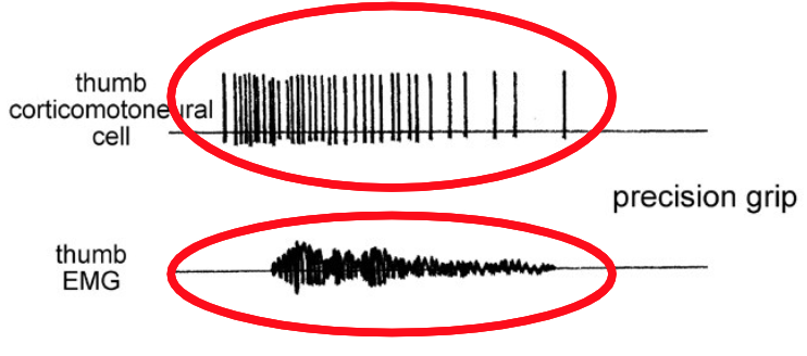 <p>What can you tell about the activity in the thumb cell from this motor map?</p>