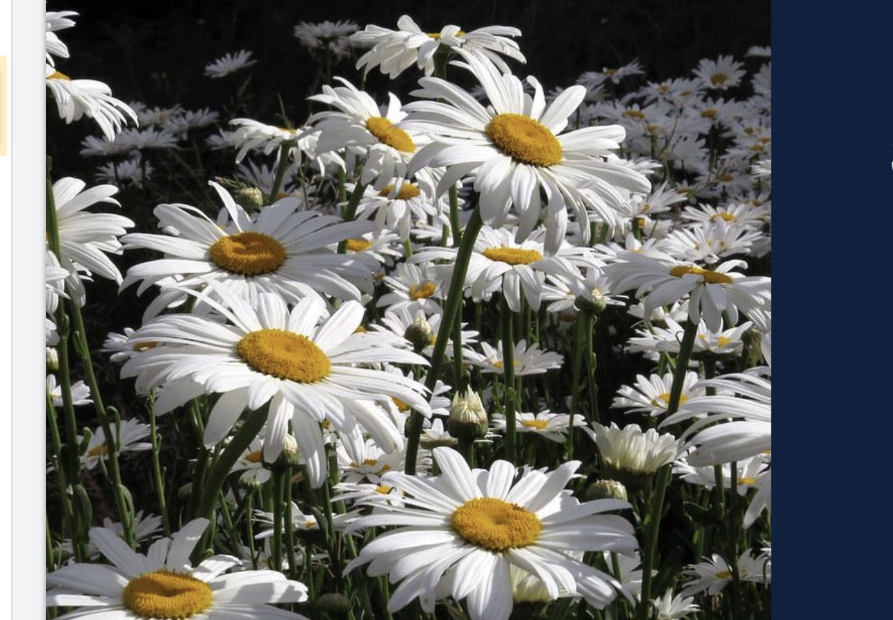 <p>Leucanthemum x superbum</p>