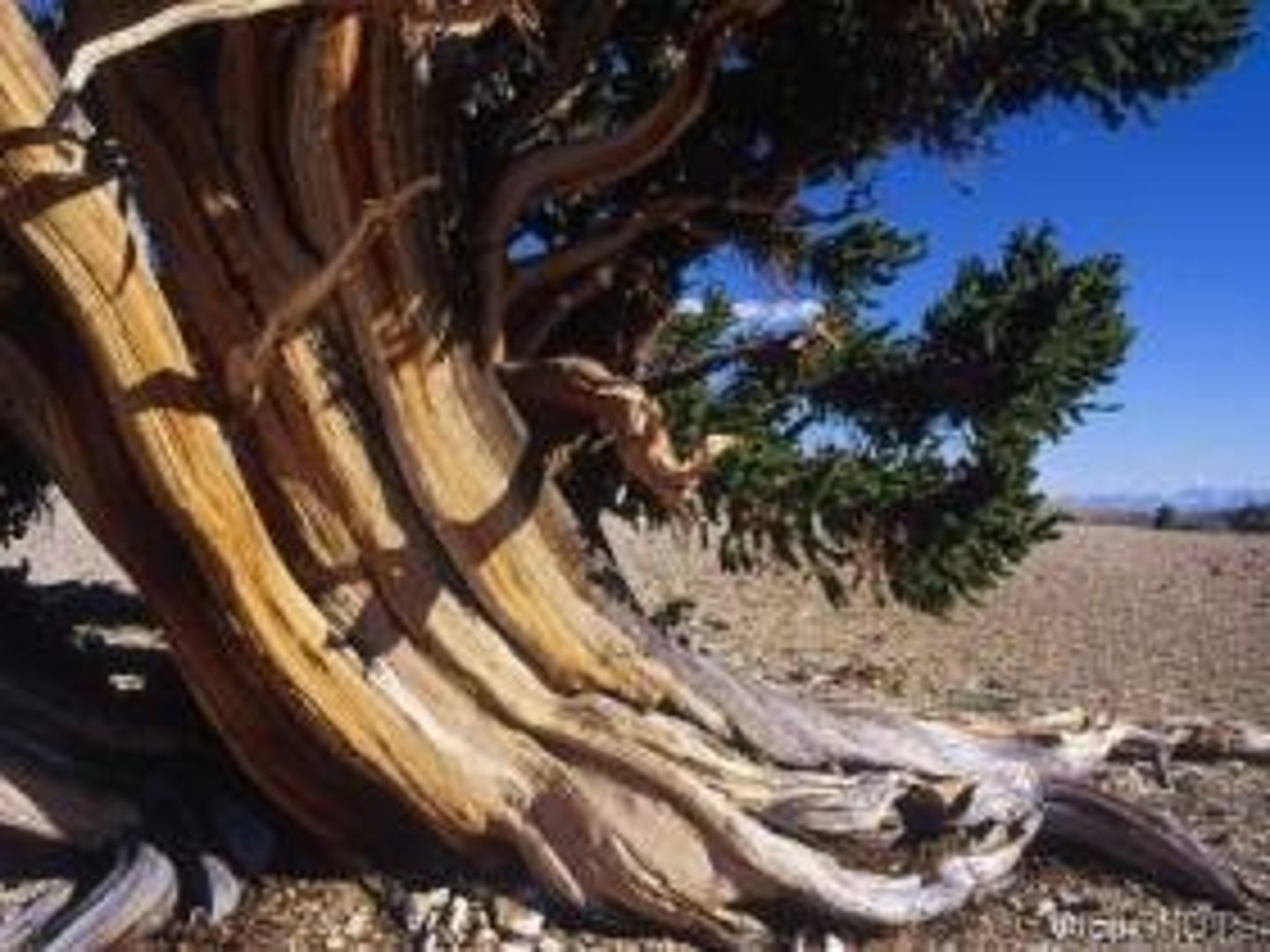<p>The idea that the Constitution can grow and adapt within natural limits through case law and amendments.</p>