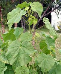 Velvetleaf