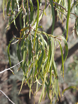 <p>Scientific Name</p>