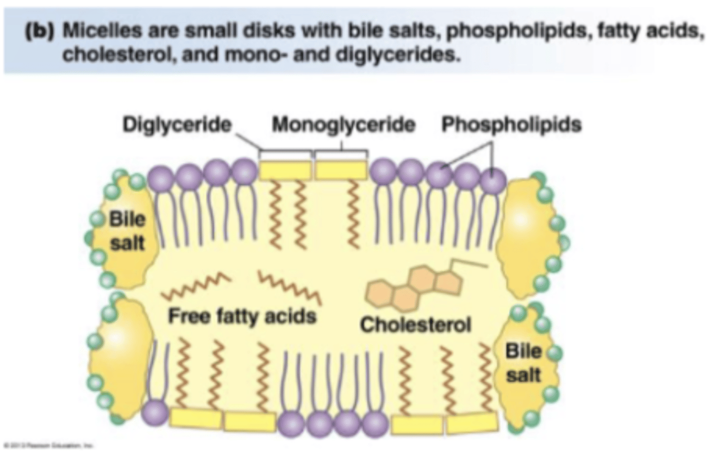 <p>what are the 3 steps in fat digestion?</p>