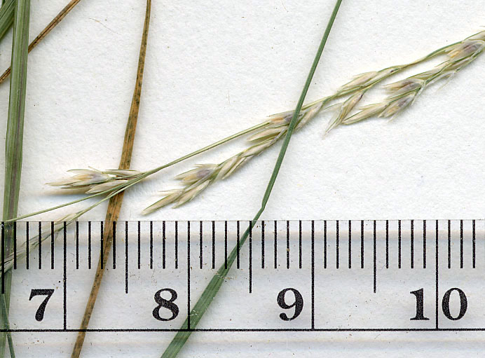 Longevity: Perennial

Season of Growth: Warm

Origin: Native

Economic Value

Wildlife: Poor

Grazing: Fair