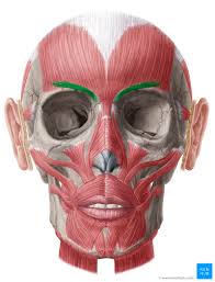 <p>pyramid shaped muscle of facial expression; lies underneath frontalis and orbicularis oculi; [frowning, furrows brows] <em>Origin: bridge of nose and orbicularis oris Insertion: into the skin of eye brow </em></p>