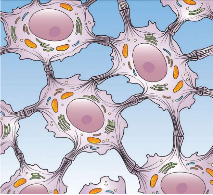 <p>bind adjacent cells by anchoring to their cytoskeletons; formed by interactions between transmembrane proteins associated with intermediate filaments inside adjacent cells; primarily found at the interface between two layers of epithelial tissue</p>