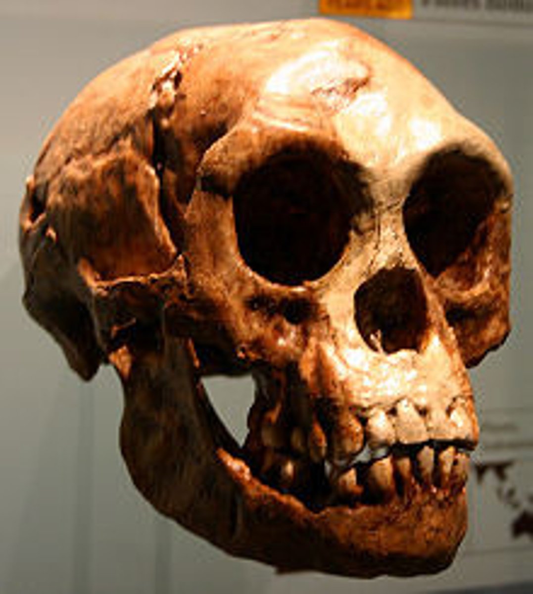 <p>H. florensiensis had large teeth for a small head size, and teeth markings that indicated it being an omnivore.</p>