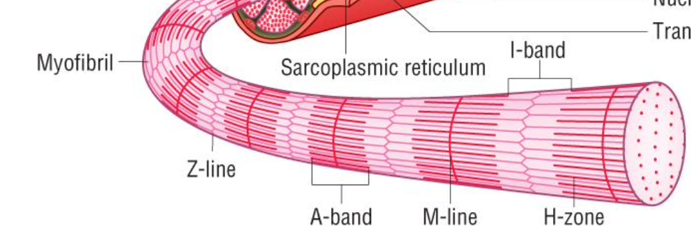 <p>due arrangement of protein filaments in myofibrils</p>
