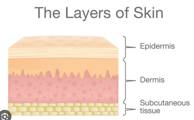 <p>Topical formulations</p><ol><li><p><strong>Emollients</strong> form a _______ on the skin surface and fill in any _____</p></li><li><p><strong>Occlusives</strong> form a _________ ______ and prevent transepidermal ______ ______</p></li><li><p><strong>Humectants</strong> attract _____ from the dermis and the environment into the ______</p></li></ol>