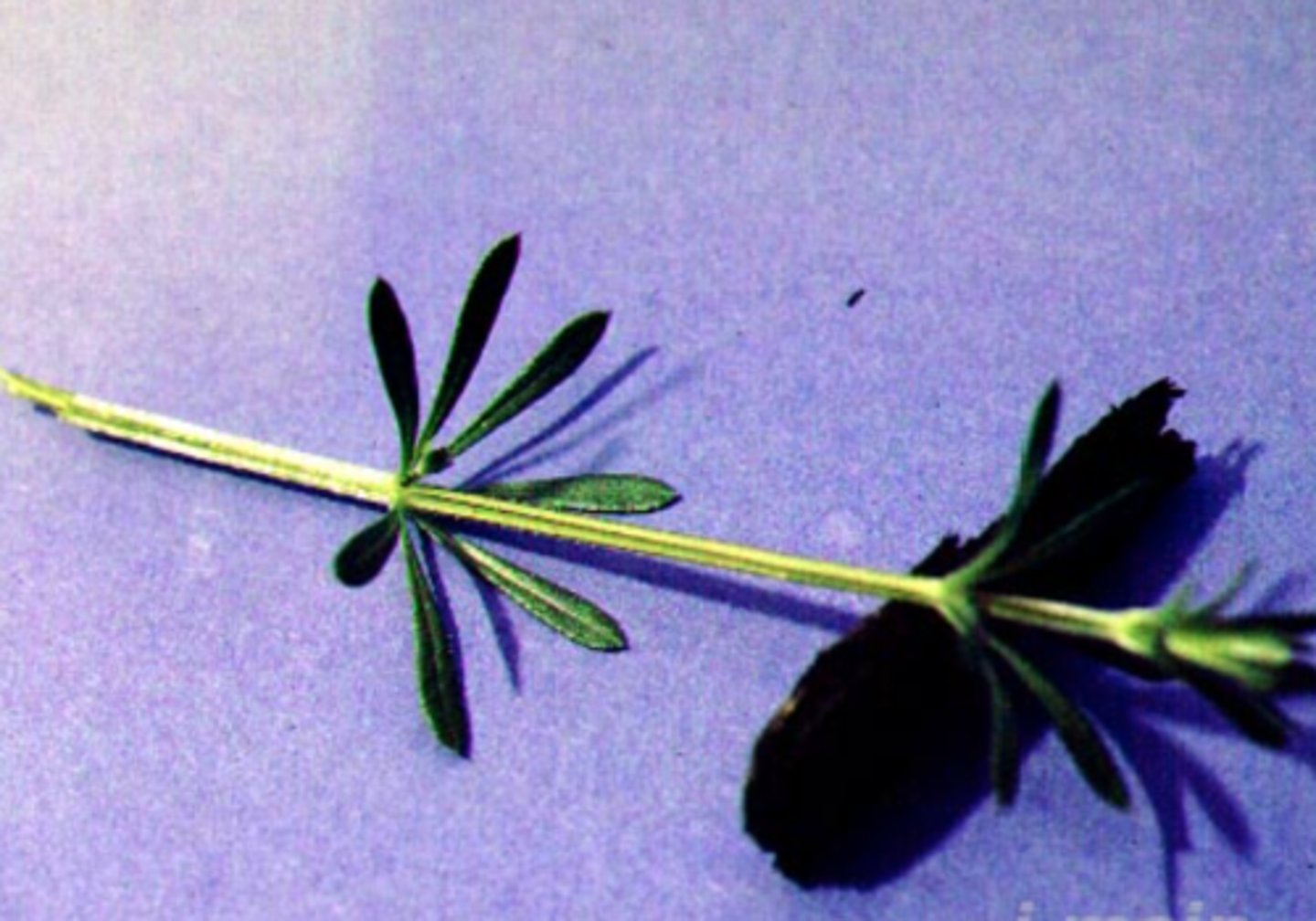 <p>phyllotaxy if multiple leaves on a node</p>
