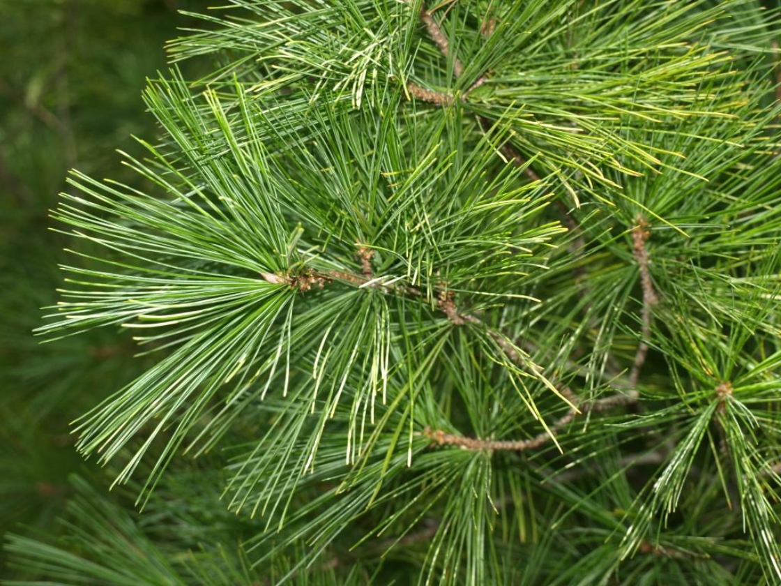 <p>What is this plant?</p>