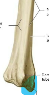 sharp projection on lateral side of distal end