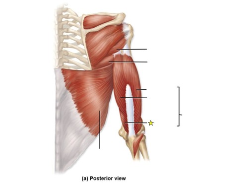 <p>identify the specific part of the muscle</p>