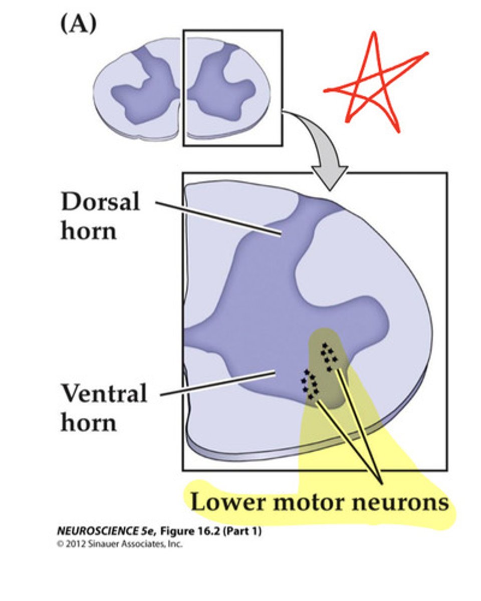 <p>innervate fibers directly, serving as the final common pathway that sends signals to body effectors.</p>