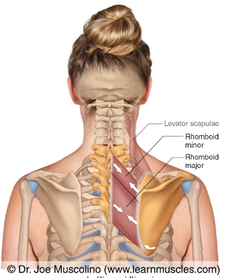 <p>Rhomboid Major (Superficial Extrinsic Back Muscles)</p><p>Origin?</p><p>Insertion?</p><p>Action?</p><p>Innervation?</p>