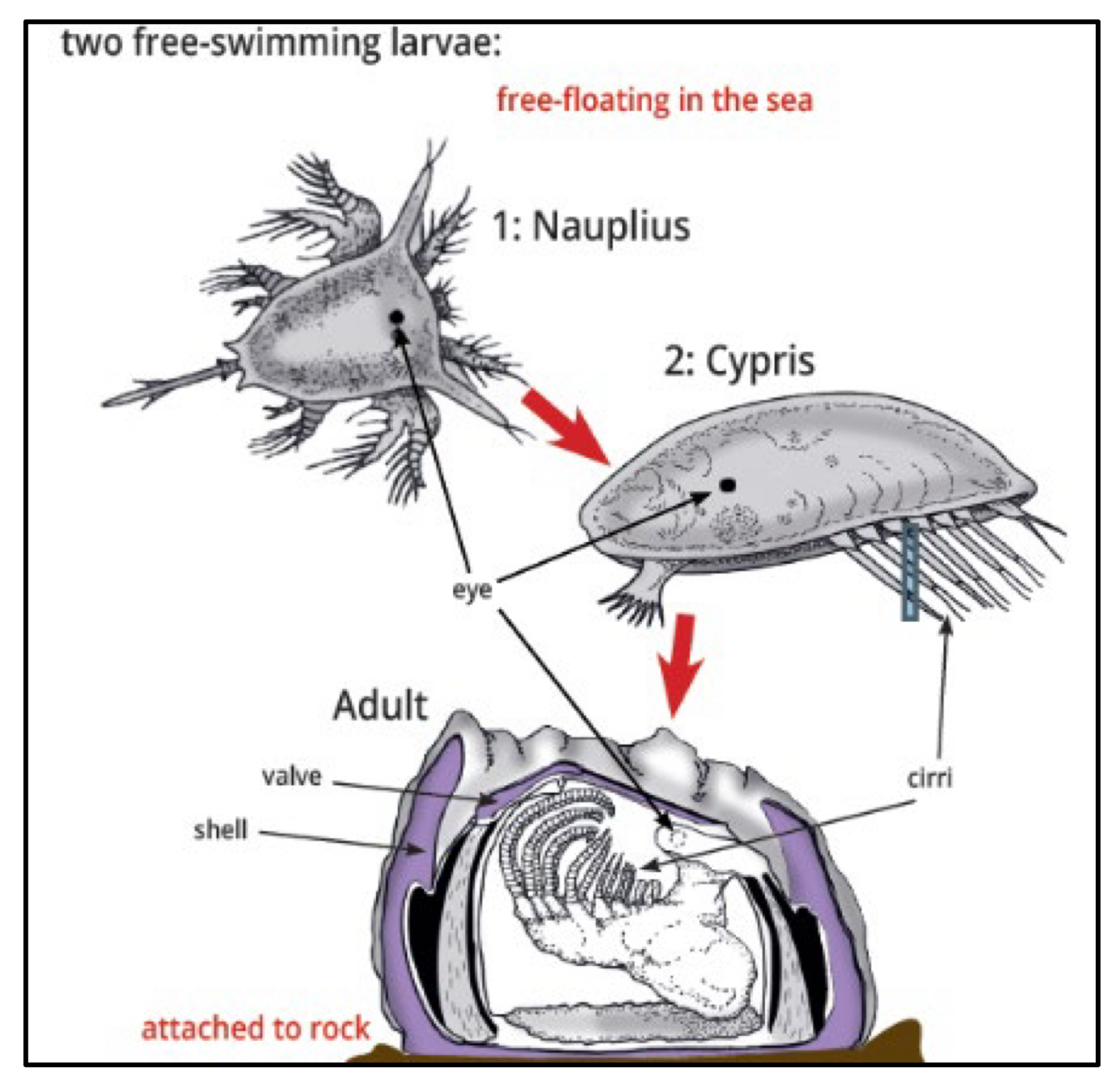 <p>What subphylum does this organism belong to ?</p>