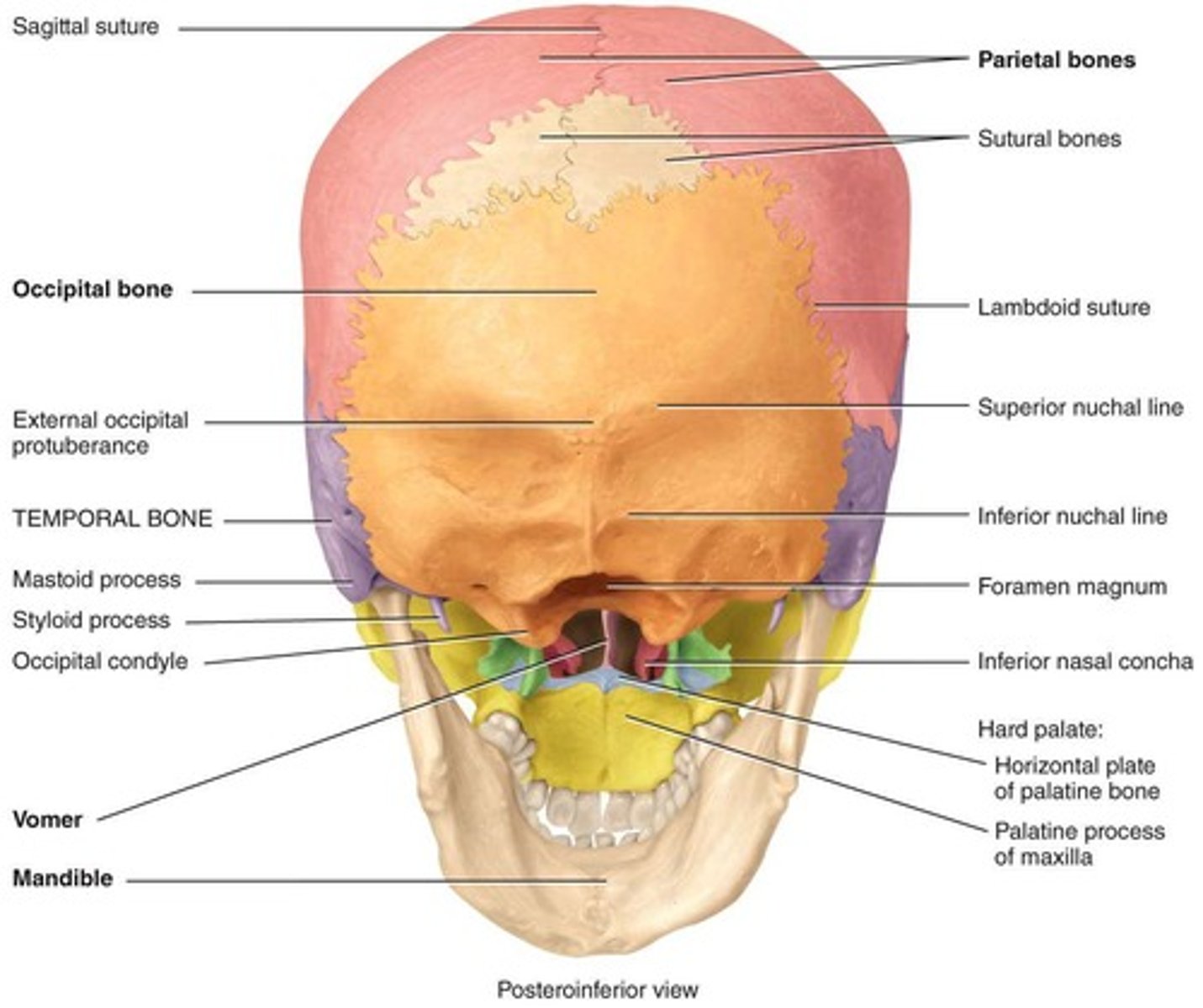 <p>Bones located at the sides of the skull.</p>