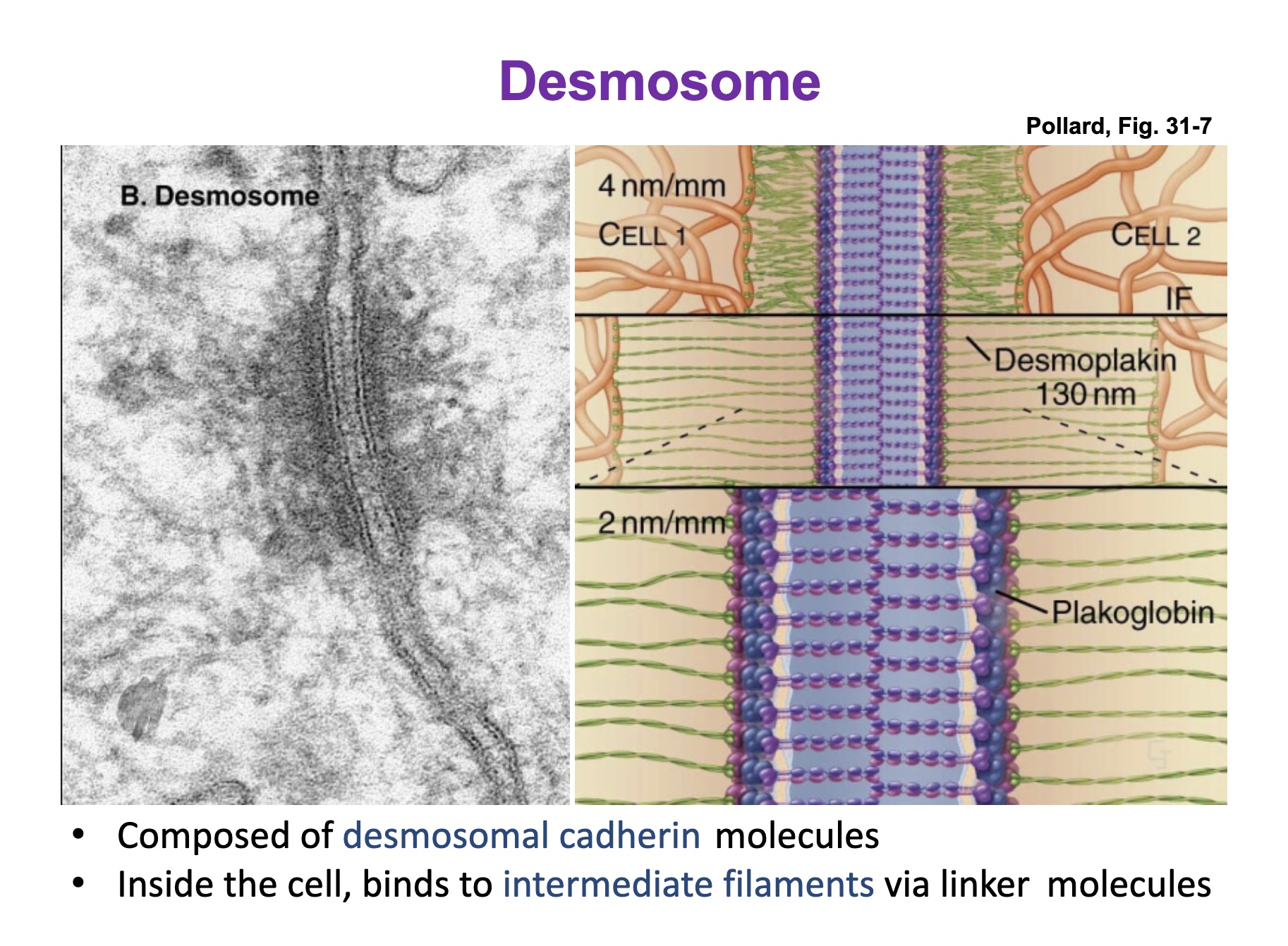 <p>Bind to intermediate filaments via plakoglobin and desmoglobin </p>