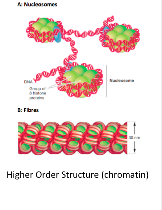 what bonds hold together the higher order structure of DNA?