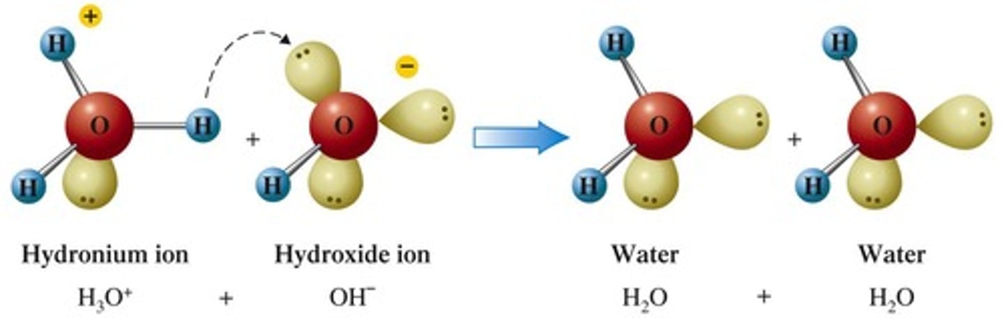 <p>The added OH- ion reacts with H3O+ ion, producing water (neutralization), shifting the equilibrium to produce more H3O+ ion.</p>