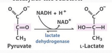 <p>Lactate dehydrogenase</p>