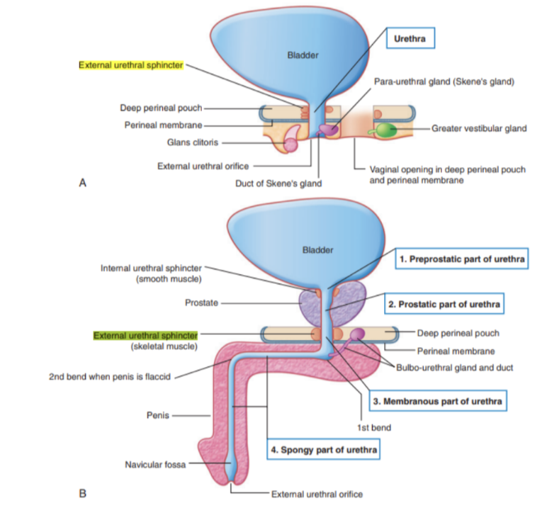 <ul><li><p>Formed in the deep perineal pouch, distal to the internal urethral sphincter</p></li><li><p>Its skeletal muscle fibers arise from the ischial rami, inferior pubic rami, &amp; adjacent fasica, extending to surround the middle-lower membranous part of the urethra</p><ul><li><p>In men its circular muscle fibers surround the intermediate/membranous part of male urethra, forming an annular sphincter</p></li></ul></li><li><p>Has same structure in both sexes — skeletal muscle under voluntary control — however, in males the external sphincteric mechanism is quite complex, as it correlates with fibers of the rectourethralis &amp; levator ani muscles</p></li><li><p>Origin — inferior ramus of pubis on each side &amp; adjacent walls of deep perineal pouch</p></li><li><p>Insertion. — surrounds membranous part of urethra</p></li><li><p>Innervation — perineal branches of pudendal nerve (S2-S4)</p></li><li><p>Function — compresses membranous urethra, relaxes during micturition (urinating)</p></li></ul>