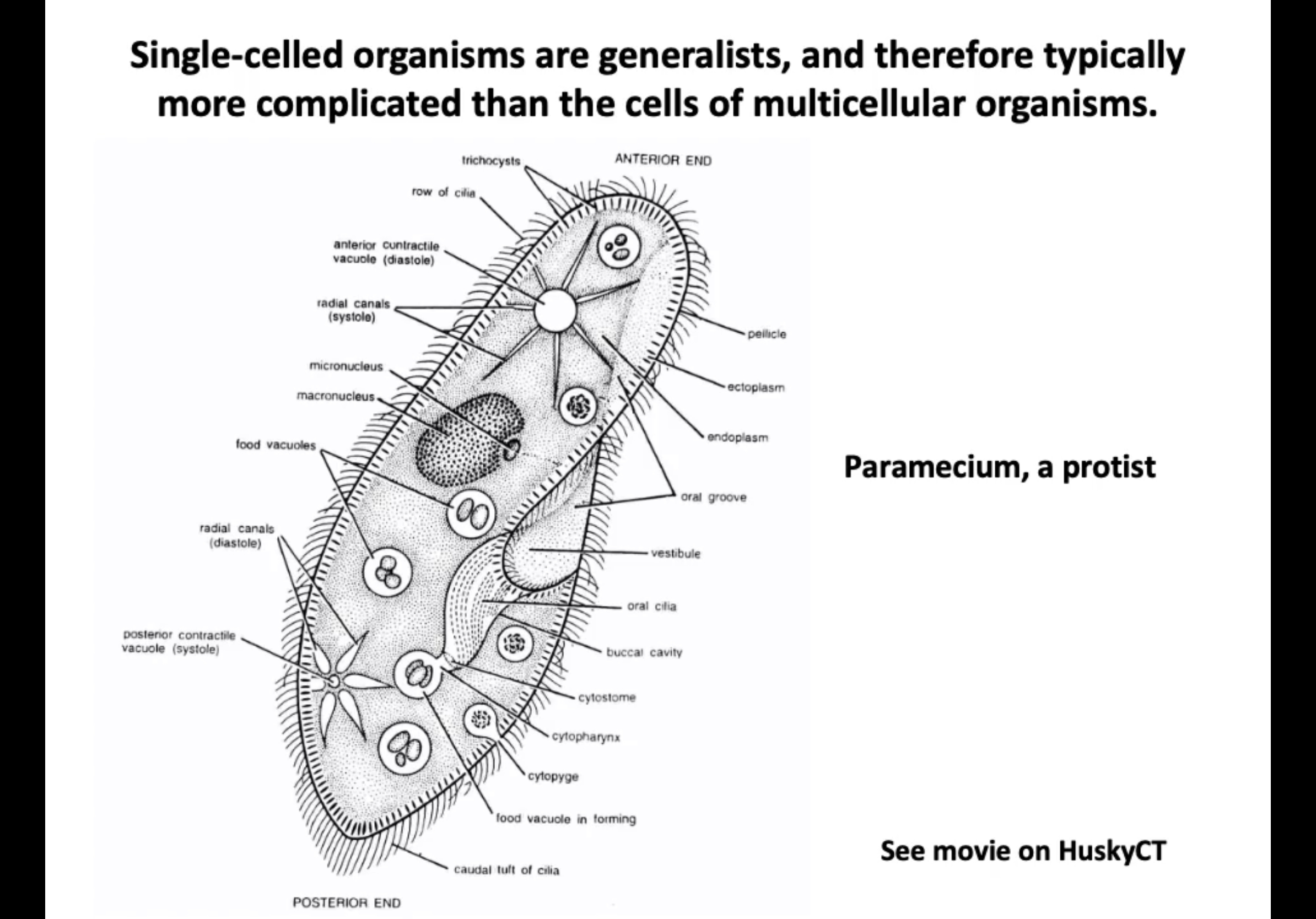 <p>-Single eukaryotic cells can be very complex while specialized cell types allow higher order organismal complexity</p><p>-Cells can take on an incredible variety of forms</p><p>-Single-celled eukaryotic organisms (protists) are generalists. They can do it all. They are therefore typically more complicated than the cells of multicellular organisms.</p><p>-Specialized cells of multi-cellular organisms may be more limited in what they can each do, but the whole is much greater than the sum of the parts.</p><p>-Multicellular development allowed the evolution of larger and more complex organisms.</p><p></p><p>-a protist</p>