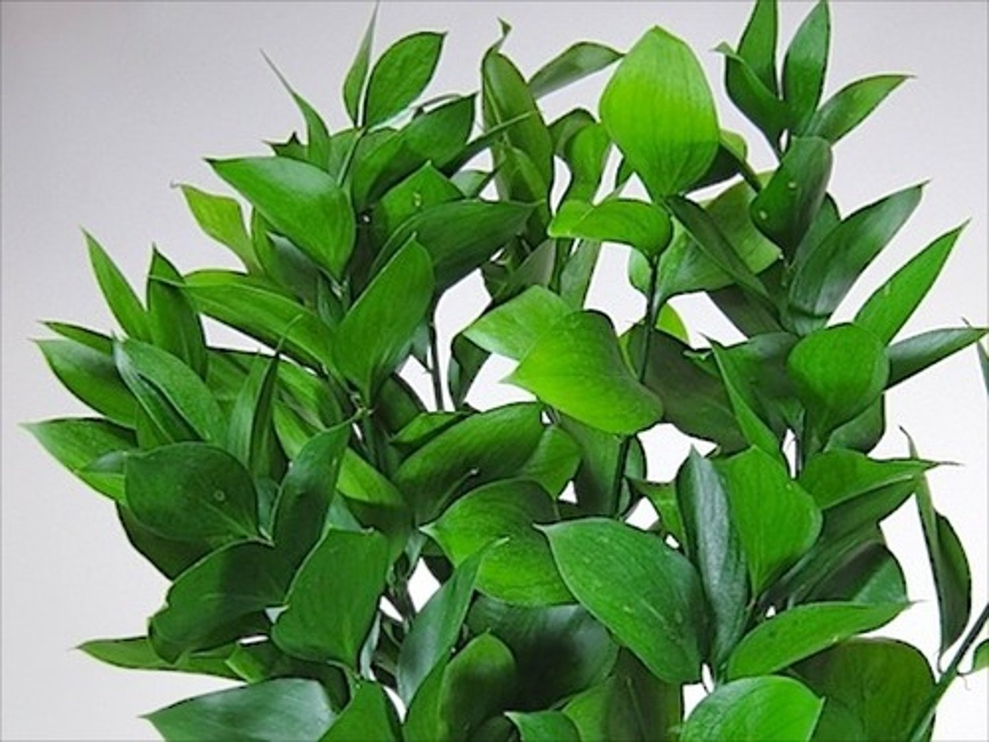 <p>Israeli Ruscus; Filler</p>