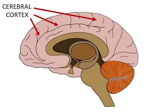 <p>cerebral cortex</p>
